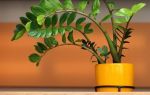 Замиокулькас — приметы и суеверия, связанные с растением